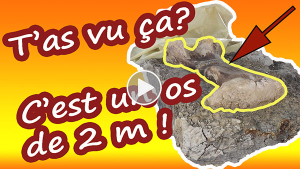 Un os de dinosaure de 2 m de long découvert en Charente